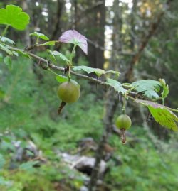 Заметки дендролога. Крыжовник