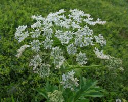 Борщевик рассечённый