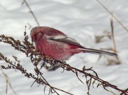 ОРНИТОЛОГИЧЕСКИЕ НОВОСТИ С УЧЕТНОГО МАРШРУТА НА ЯЙЛИНСКОЙ ТЕРРАСЕ И НЕ ТОЛЬКО. Январь 2024