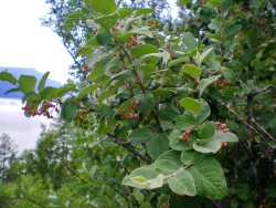 Заметки дендролога. Кизильник