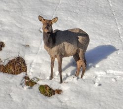 Копытные вышли на солнцепечные прителецкие склоны