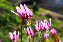 Традиции заповедного Алтая. Месяцеслов. Апрель.