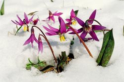 Традиции заповедного Алтая. Месяцеслов. Апрель
