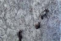 Гонки по вертикали. В Алтайском заповеднике отсняли погоню медведей за стадом кабанов