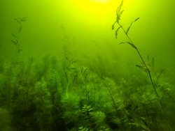 Осень в подводном мире Телецкого озера
