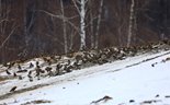 Стая свиристелей кормится на открытых бесснежных склонах Телецкого озера. Февраль 2019 года. Фото А. Лотов