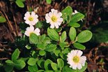 Цветы Callianthemum sajanense (Regel) Witasek (Красивоцвет саянский) среди побегов Salix vestita Pursh (Ива нарядная). Фото А. Лотова
