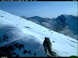 Фото-ловушки для мониторинга снежного барса в долине реки Аргут
