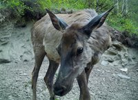 В Алтайском заповеднике тестируют фотоловушки, оснащённые солнечными панелями