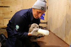 Сотрудник Алтайского заповедника изучил опыт реабилитации медвежат-сирот