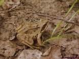 Остромордая лягушка. Фото О. Митрофанов
