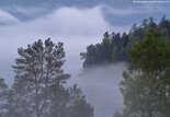Туман над Телецким озером. Алтайский биосферный заповедник
