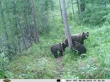 Медведеица и её подросшие медвежата второй гад ходят по одному и тому же маршруту.