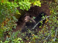 Косолапые роют берлогу: в Алтайском заповеднике запечатлели семейство медведей, которое уже готовится к зиме