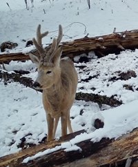 Мир животных Алтайского заповедника: весенние новости с фотоловушек