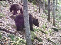 В Алтайском заповеднике активных медведей не отмечено