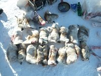 В ходе экспедиции к зимним местообитаниям лесного северного оленя обнаружены следы браконьерства