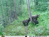 Медведи, маралы, косули и другие обитатели Алтайского заповедника. Новости с фотоловушек