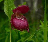 В Алтайском заповеднике цветёт башмачок крупноцветковый