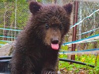 Новости о медвежатах из приюта для медвежат-сирот Алтайского заповедника