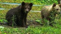 Медвежьи хроники - на пути к новой жизни