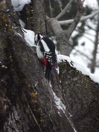 Помощь зимующим птицам Алтайского заповедника