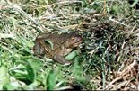 Самка серой жабы. Фото - В. Яковлев