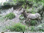 Снимки животных Алтайского заповедника представлены на конкурсе Фотоловушка-2017