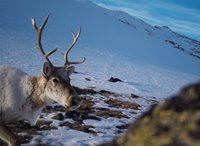 В Алтайском заповеднике подтверждена зимовка северного оленя в неизвестном ранее урочище