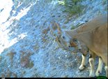 Модлодые самцы козерогов любят пободаться перед камерой