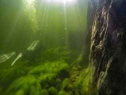 Погружение в осень надводного и подводного мира Телецкого озера