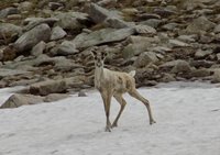Изучение северного оленя в Алтайском заповеднике. Получены новые материалы наблюдений