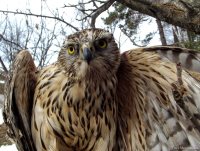  ОРНИТОЛОГИЧЕСКИЕ НОВОСТИ С УЧЕТНОГО МАРШРУТА НА ЯЙЛИНСКОЙ ТЕРРАСЕ И НЕ ТОЛЬКО. Февраль 2019