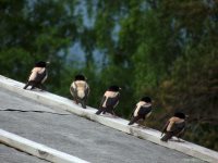  ОРНИТОЛОГИЧЕСКИЕ НОВОСТИ С УЧЕТНОГО МАРШРУТА НА ЯЙЛИНСКОЙ ТЕРРАСЕ И НЕ ТОЛЬКО. Июнь 2019