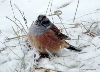 ОРНИТОЛОГИЧЕСКИЕ НОВОСТИ С УЧЕТНОГО МАРШРУТА НА ЯЙЛИНСКОЙ ТЕРРАСЕ И НЕ ТОЛЬКО. Январь 2021