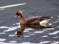 ОРНИТОЛОГИЧЕСКИЕ НОВОСТИ С УЧЕТНОГО МАРШРУТА НА ЯЙЛИНСКОЙ ТЕРРАСЕ И НЕ ТОЛЬКО. Сентябрь 2019
