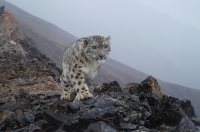 Всемирный день защиты животных