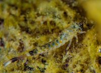 Тайная ночная жизнь Телецкого озера в начале лета