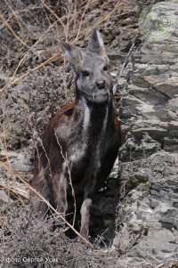 Изъято 127 петель на кабаргу и соболя у нарушителя заповедной территории
