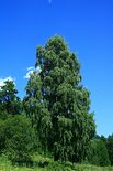 Береза повислая. Betula pendula. Фото М.Сахневич