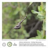 Фотовыставка  «Восьминогие охотники  окрестностей Золотого озера»