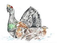 «Сказки Алтайской тайги»