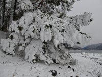 Жизнь заповедного кордона. Зимние причуды Телецкого озера