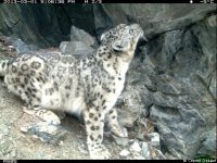 Не менее 5-7 снежных барсов сегодня обитает в долине реки Аргут на Алтае