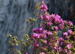 Цветущий маральник на вдп.Корбу