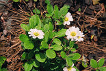 Цветы Callianthemum sajanense (Regel) Witasek (Красивоцвет саянский) среди побегов Salix vestita Pursh (Ива нарядная). Фото А. Лотова