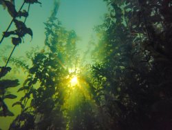 Осень в подводном мире Телецкого озера