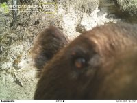 Кадры обитателей Алтайского биосферного заповедника участвуют в конкурсе «ФОТОЛОВУШКА-2015»