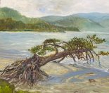 И. Афанасьева. Сосна поклонная