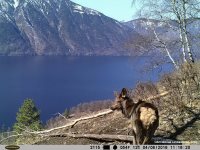 Заметки териолога. Весна-2016 в Алтайском заповеднике: медведи вышли позже, маралы сбросили рога